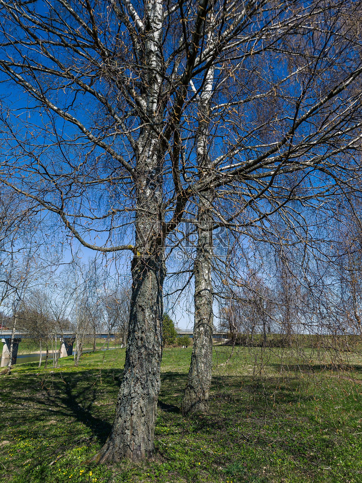 阳光明媚的春天里的桦树。照片摄影图片