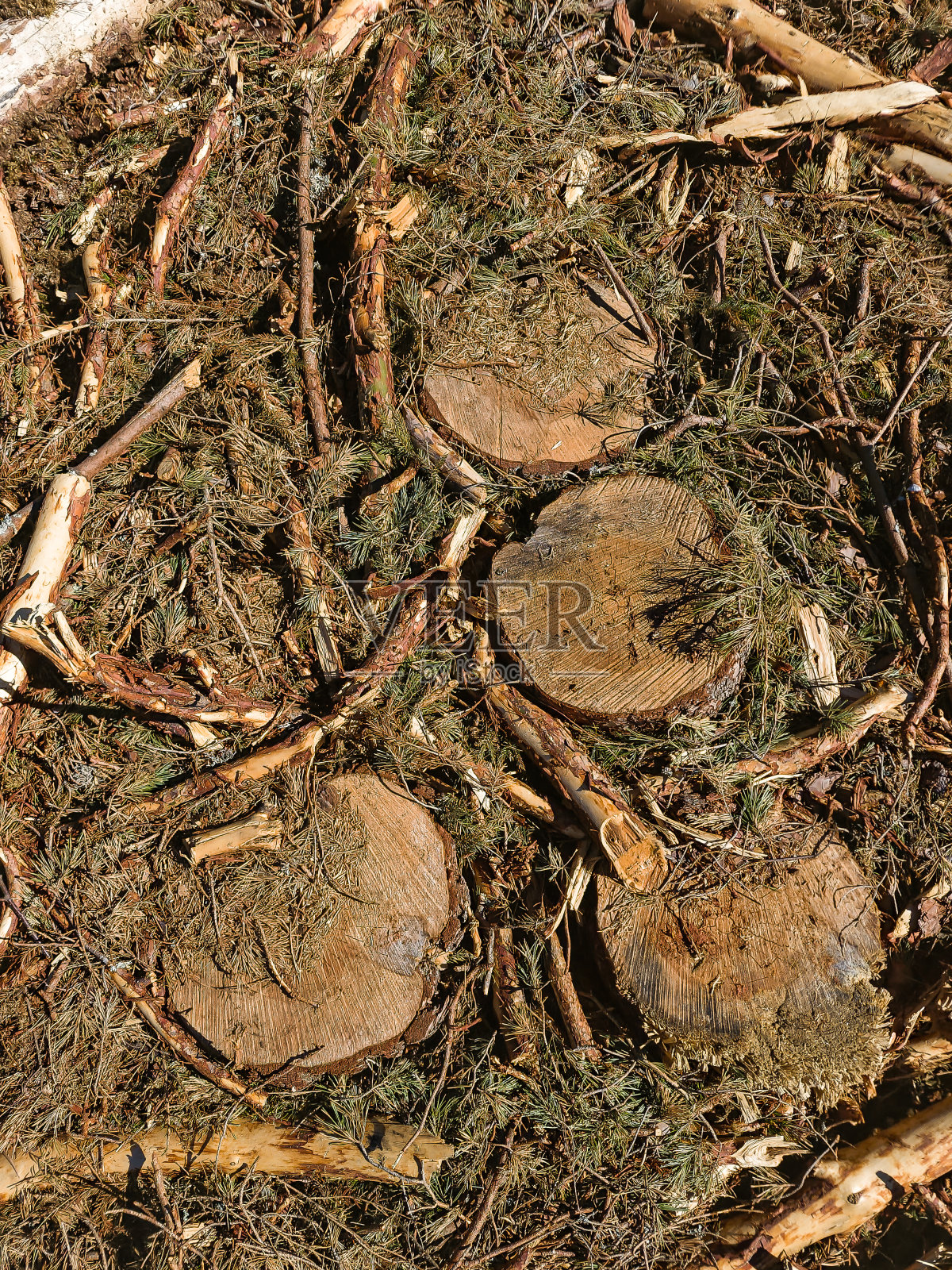 伐木后，树桩和小树枝还保留着。阳光明媚的春天。照片摄影图片