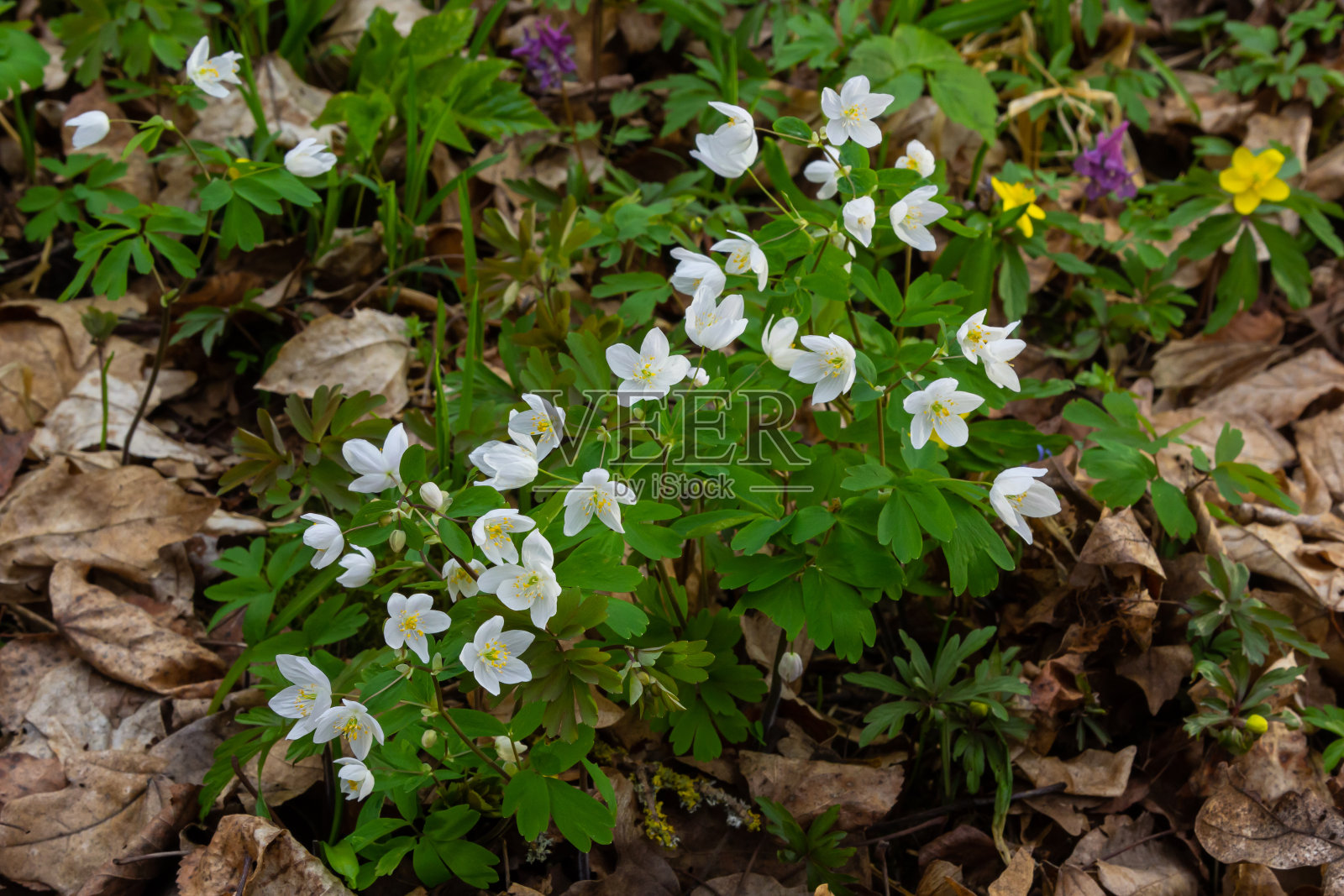 假海葵或异叶海葵，白色海葵状开花早春欧洲林地植物，毛茛科原产于欧亚大陆照片摄影图片