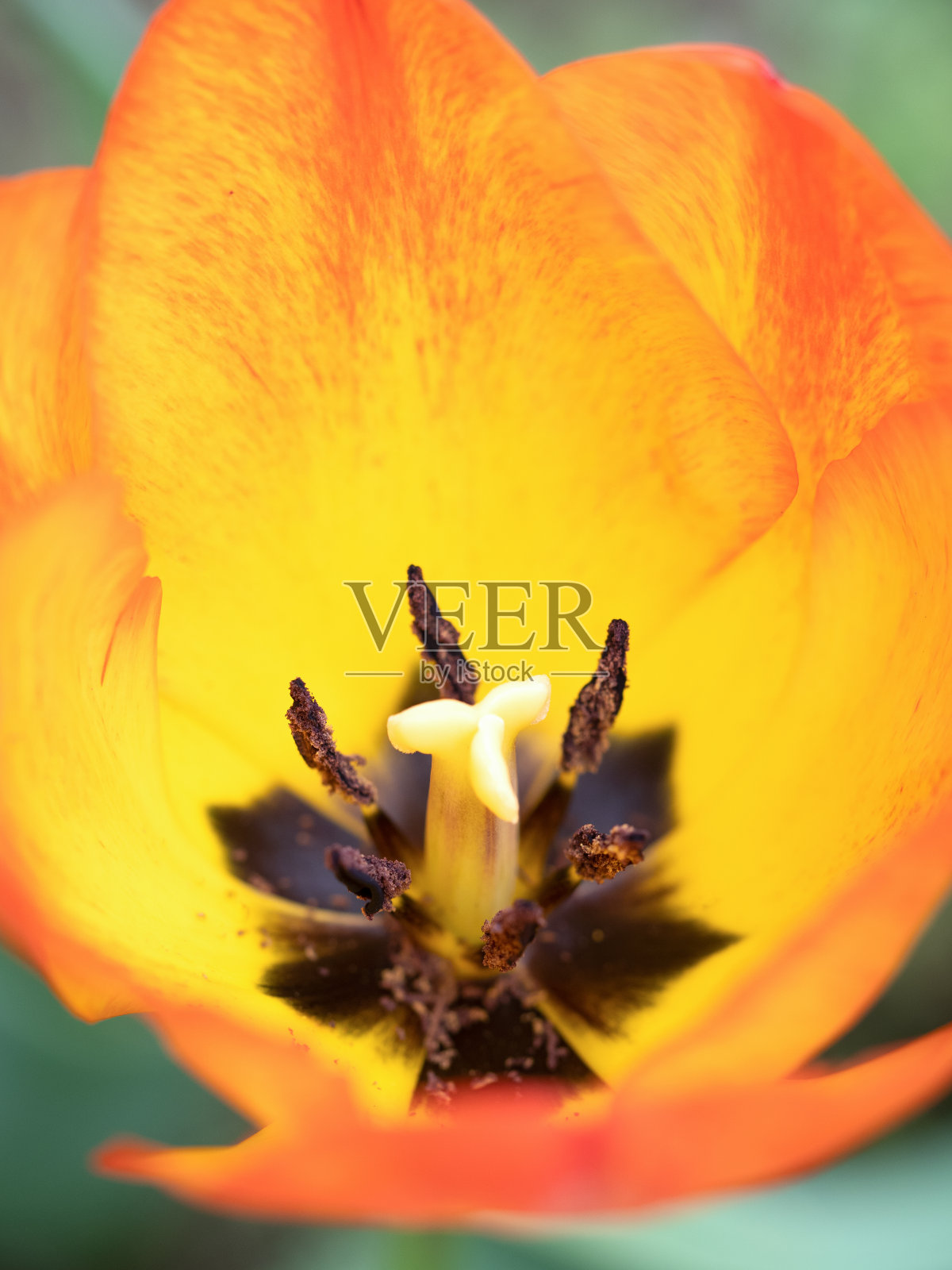 郁金香花照片摄影图片