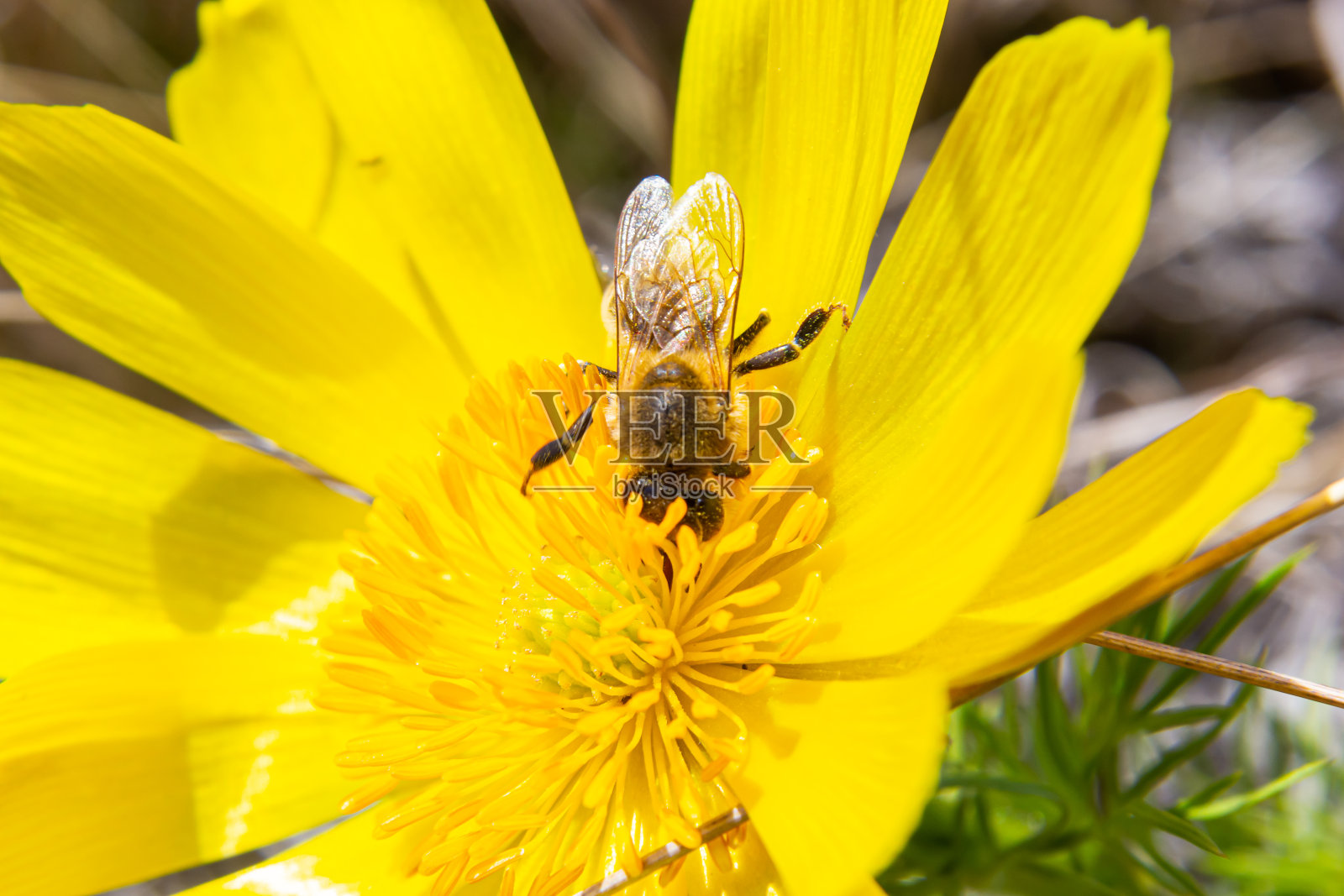 蜜蜂在盛开的阿多尼斯花上，春天的背景，蜜蜂在野生黄花上授粉照片摄影图片