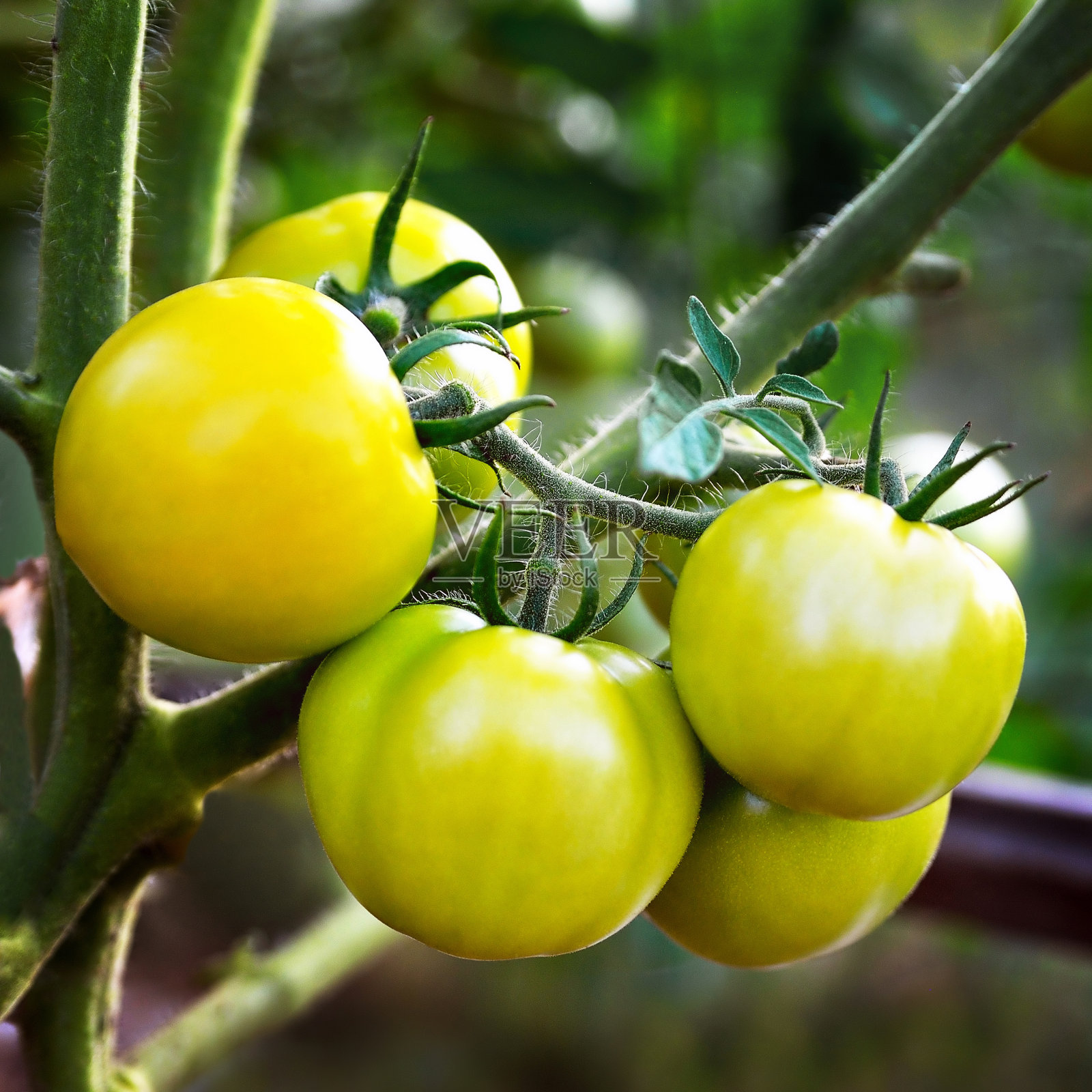 幼小的绿色番茄生长在花园的温室里，成熟的番茄枝条靠近，傍晚的阳光。照片摄影图片