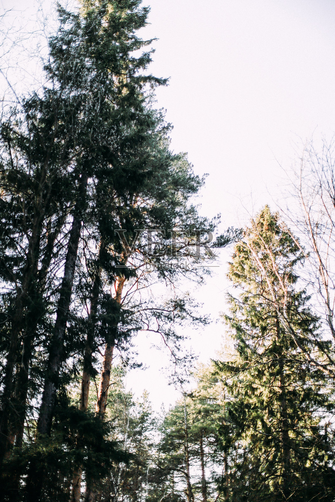 针叶林树木，谷底观景。抽象的天空背景和冷杉树枝照片摄影图片