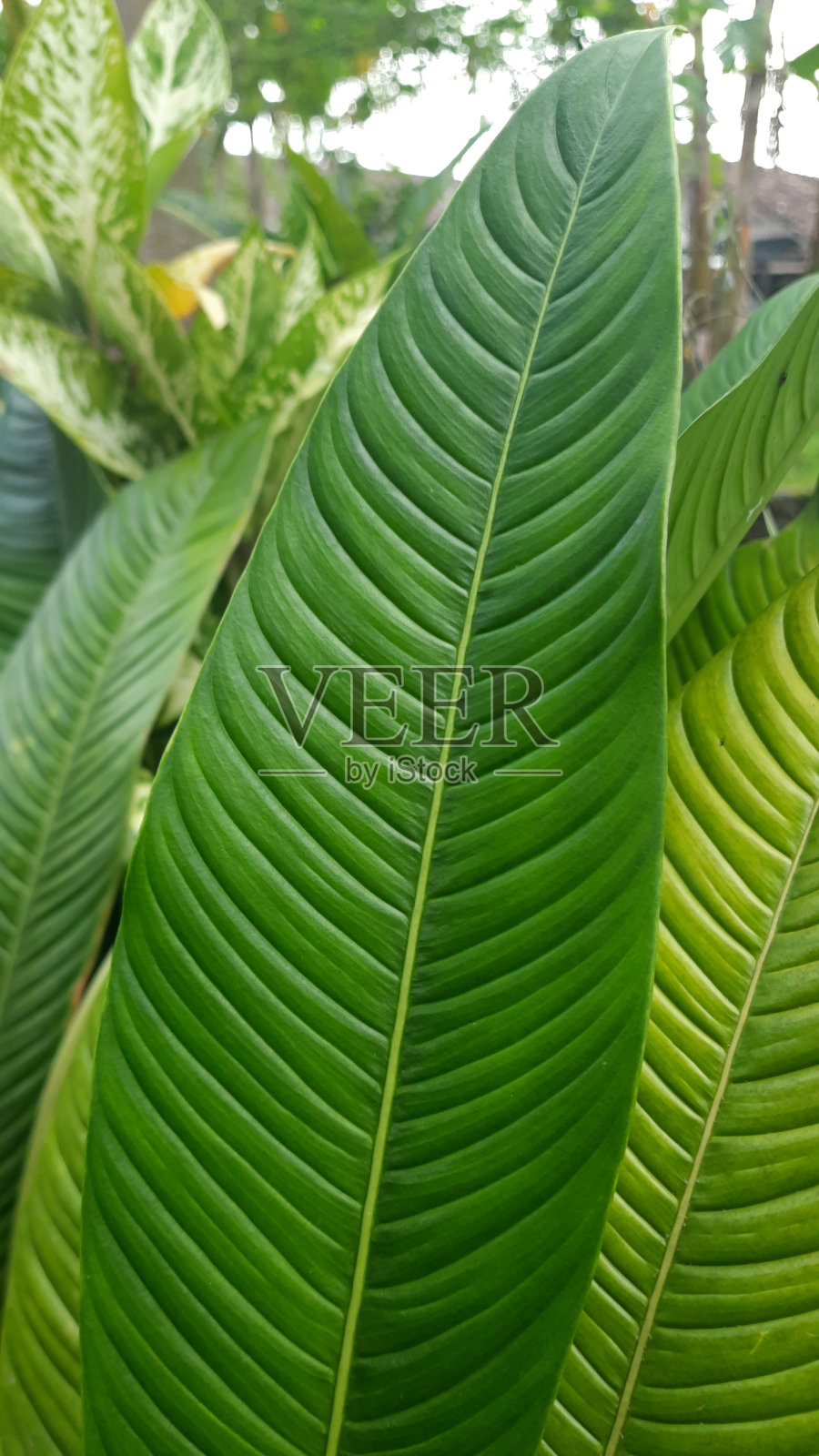 喜林芋Lynette照片摄影图片