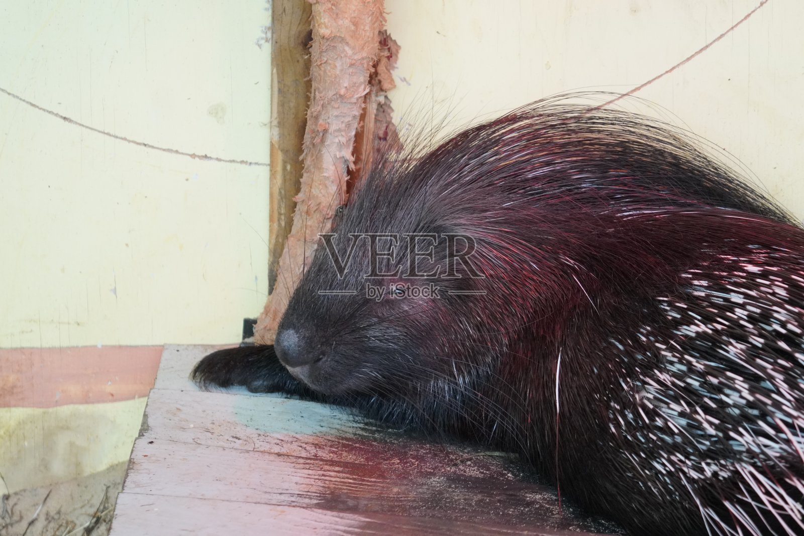 冠豪猪照片摄影图片