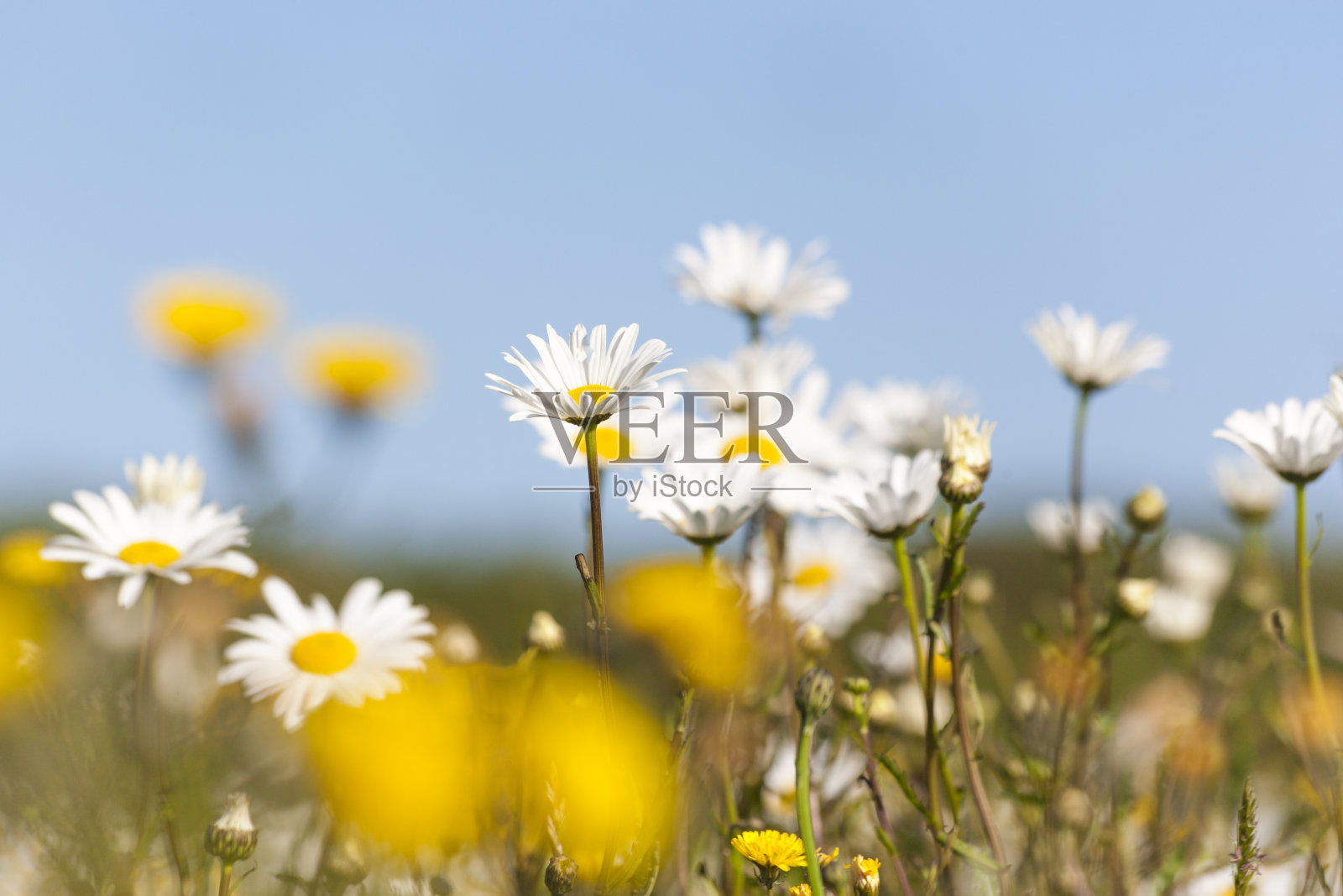 梅朵花上的雏菊和蒲公英花特写照片摄影图片