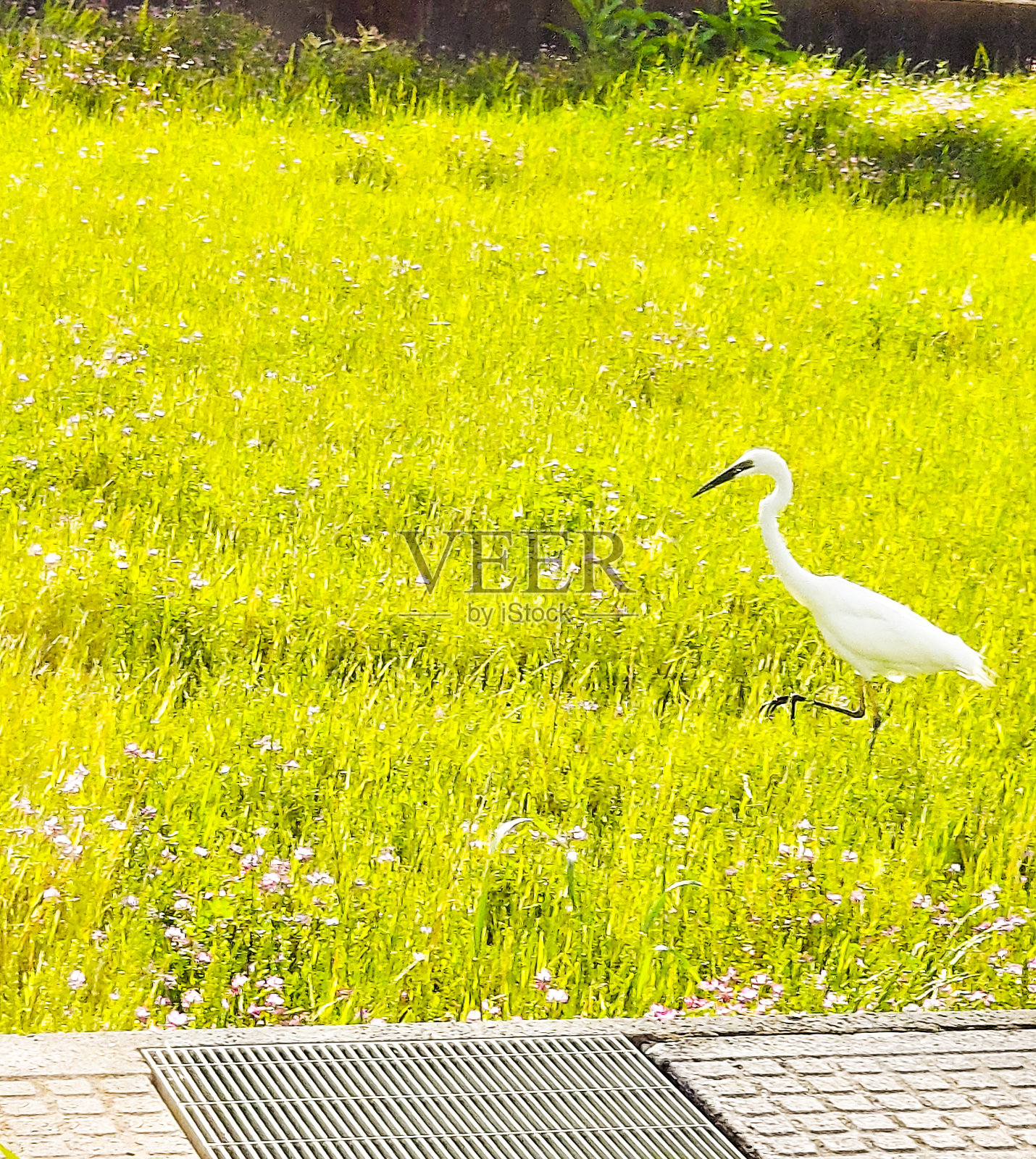 稻田里苍鹭的照片照片摄影图片