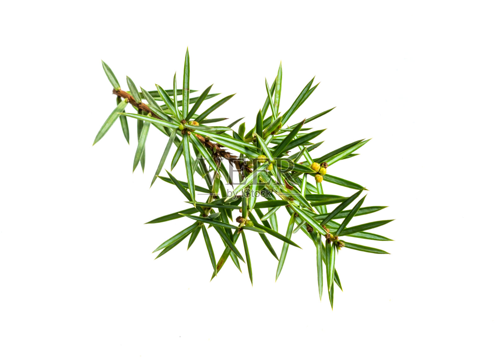 白色孤立背景上的杜松枝照片摄影图片