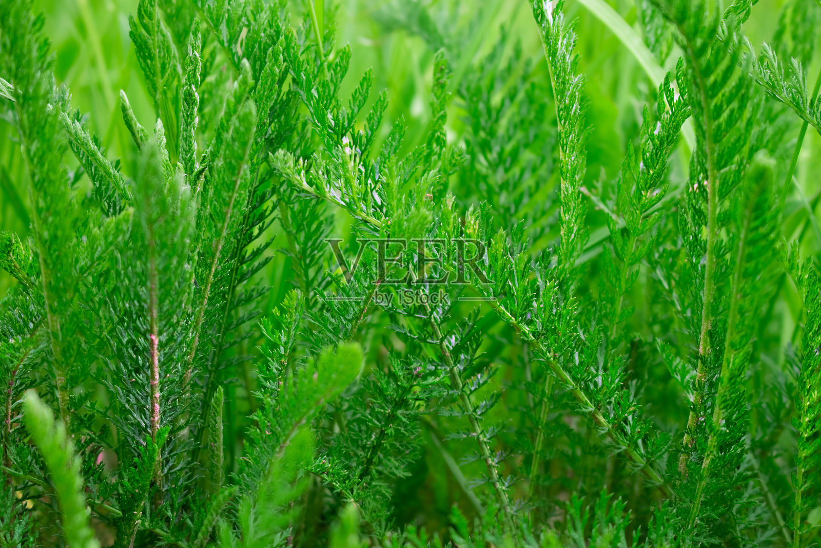 自然背景。绿党特写照片摄影图片