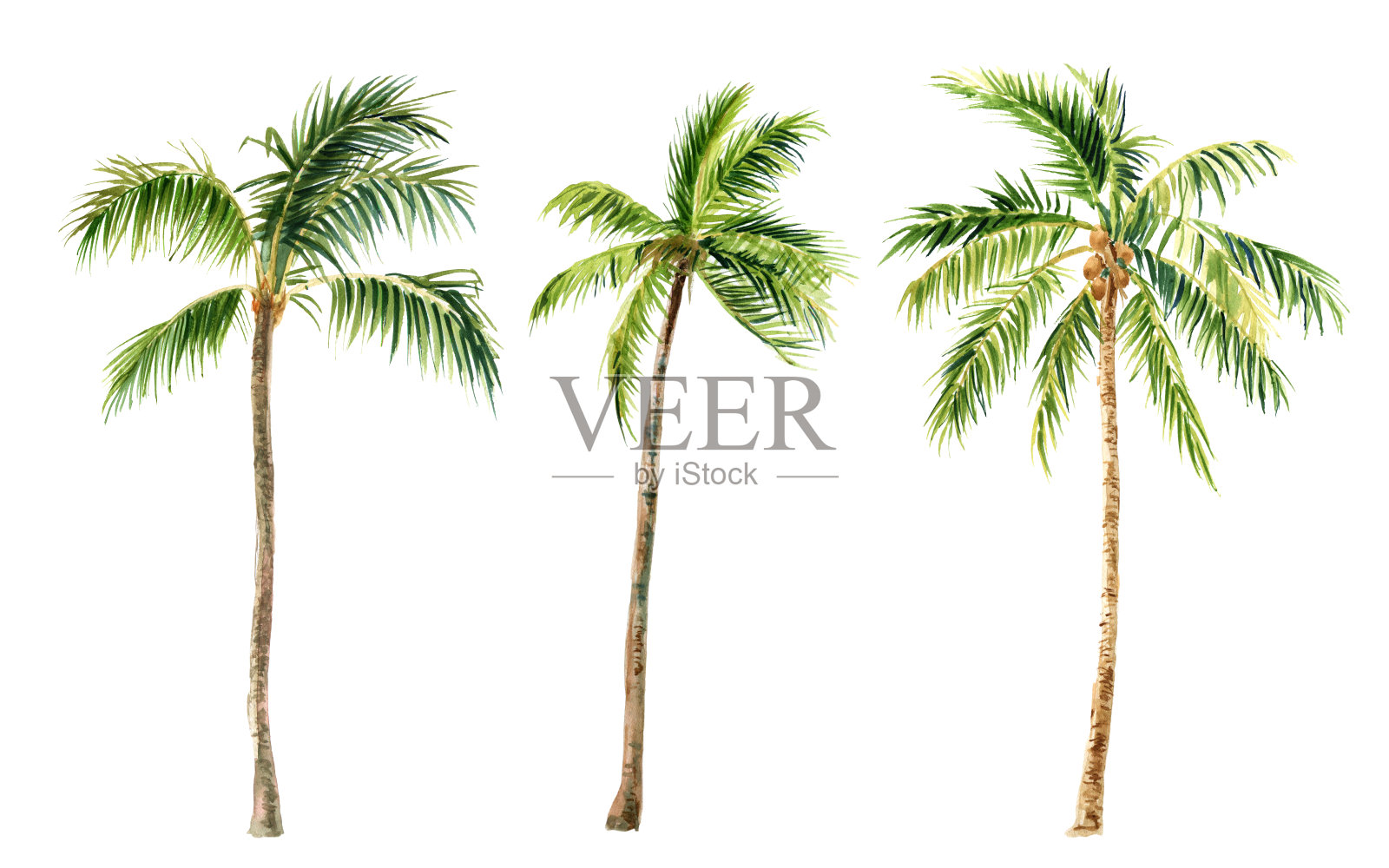 棕榈树在白色背景上的图像，水彩设计元素图片