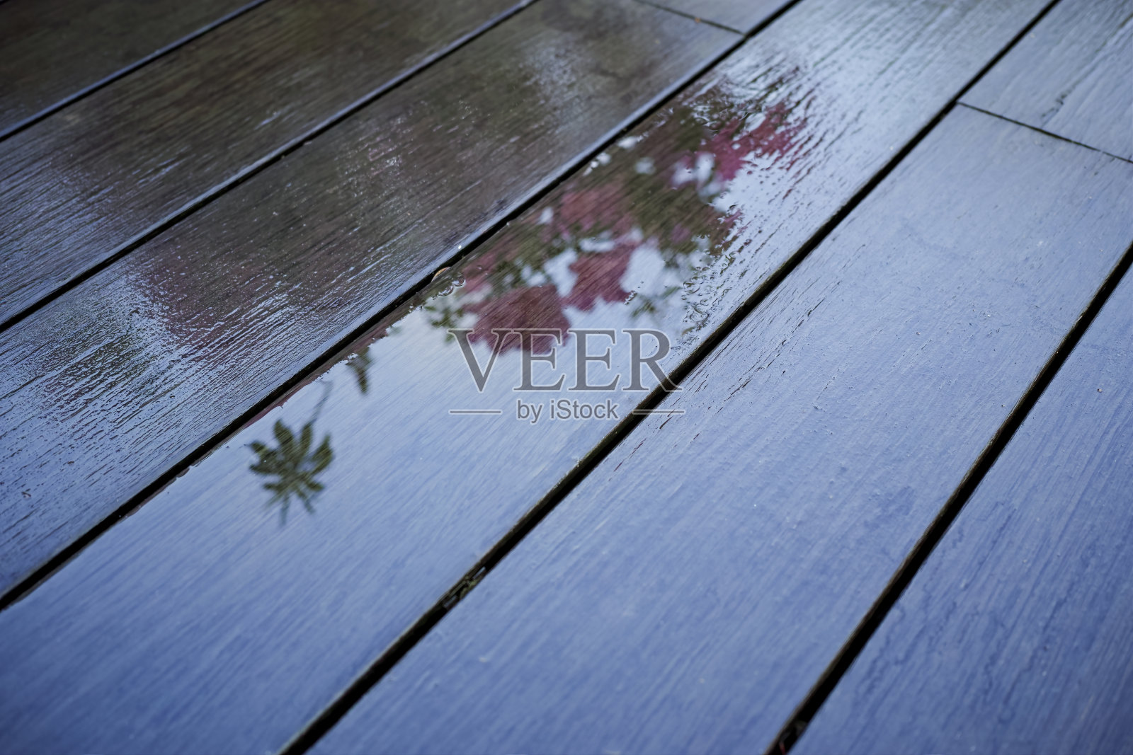 静水中的杜鹃花倒影照片摄影图片