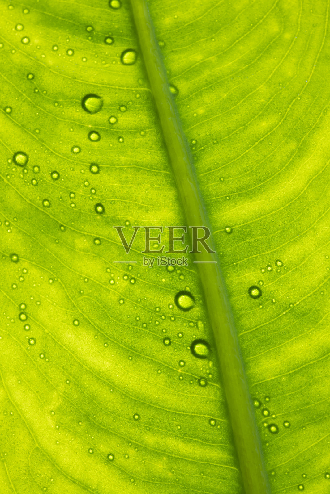 叶子带着露水的照片摄影图片