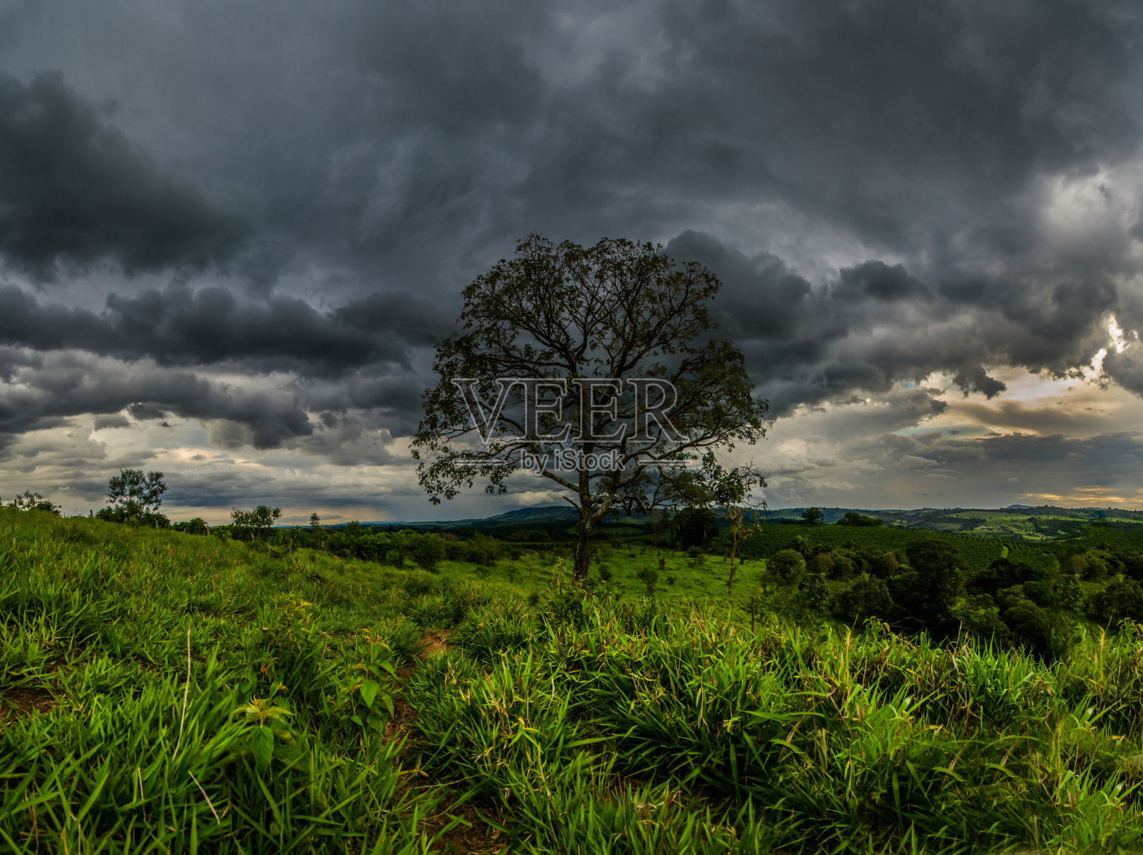 郁郁寡欢的天气下，牧场上孤独的树的全景照片摄影图片