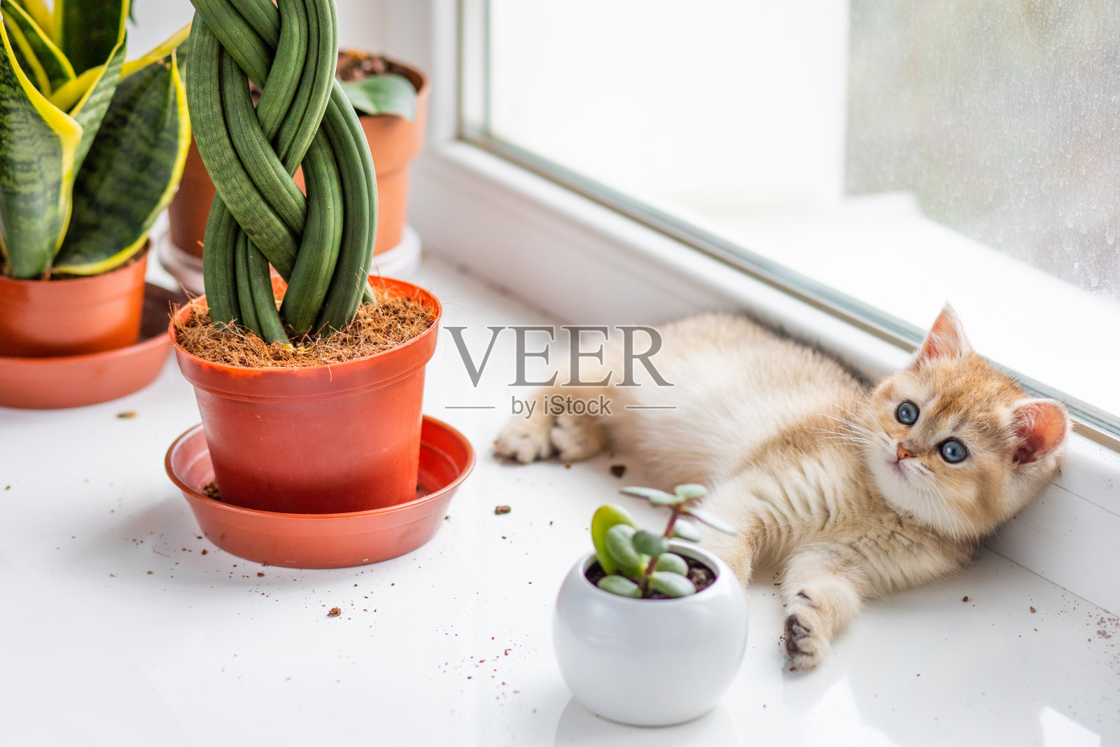 一只毛茸茸的小猫躺在窗台上，旁边是家里的室内植物照片摄影图片