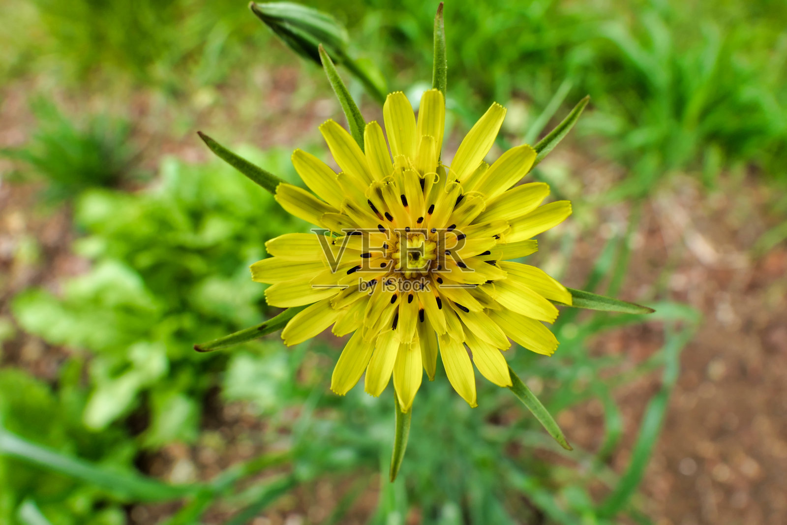 小山羊胡子的野花照片摄影图片
