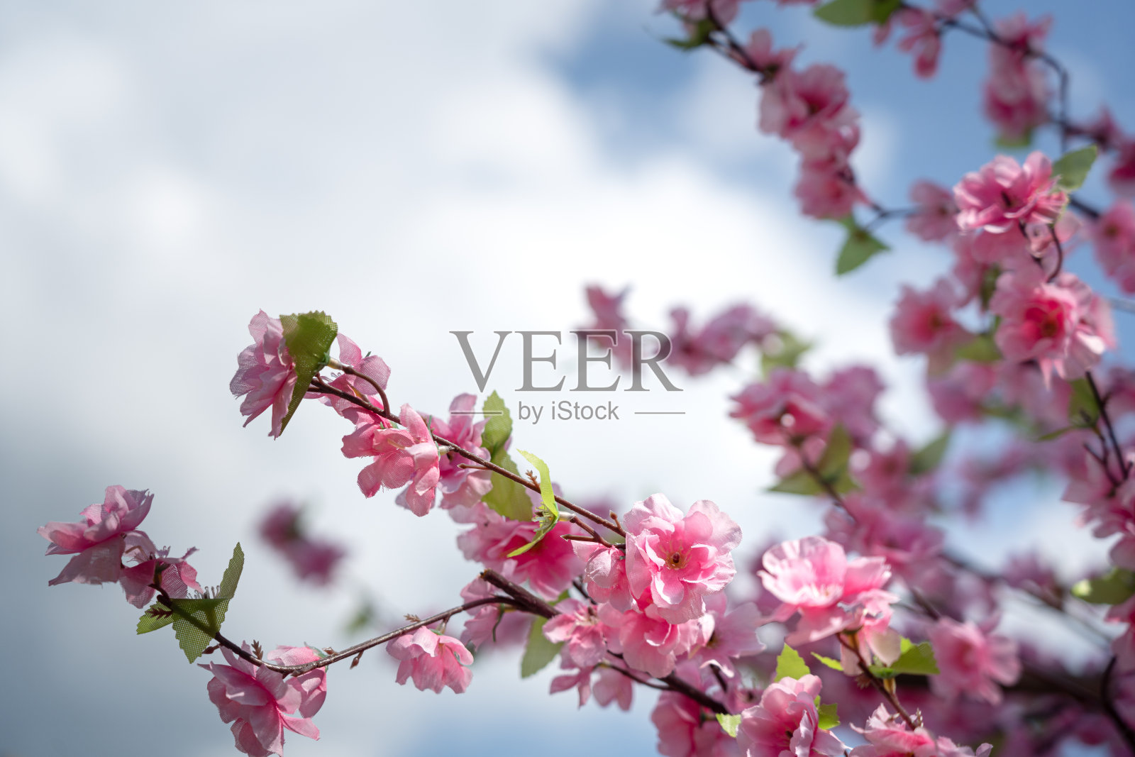 一朵五彩缤纷的粉红色樱花——大自然的花朵背景。照片摄影图片