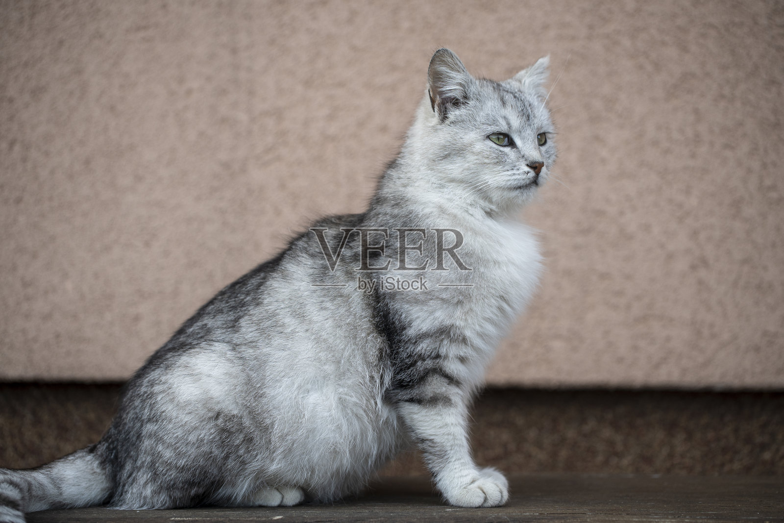 苏格兰直猫在木凳上的美丽肖像。灰色条纹苏格兰直耳猫照片摄影图片
