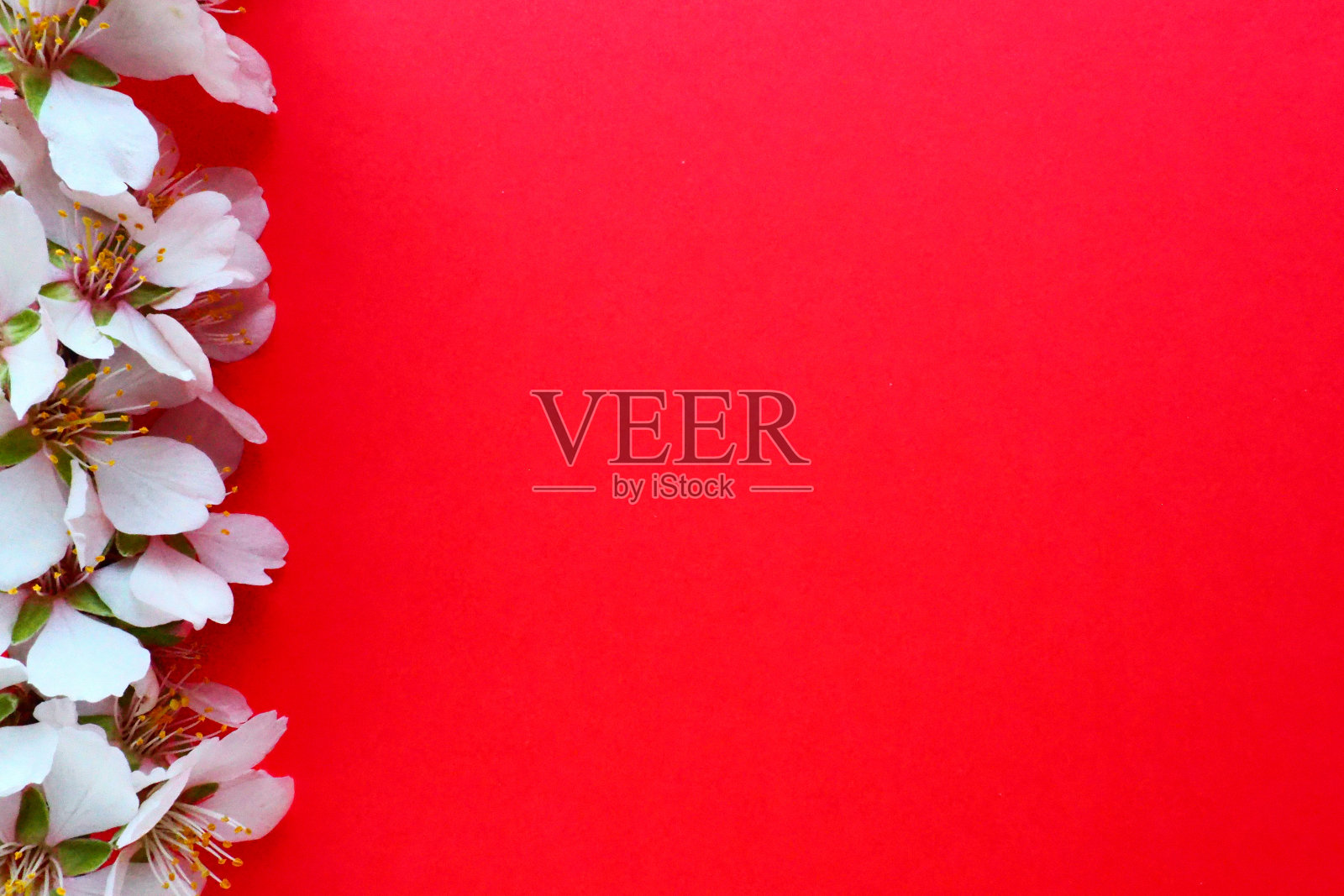 白色的鸟樱桃花在红色的背景。复制文本空间。明亮的节日卡片或邀请。春天的时间照片摄影图片