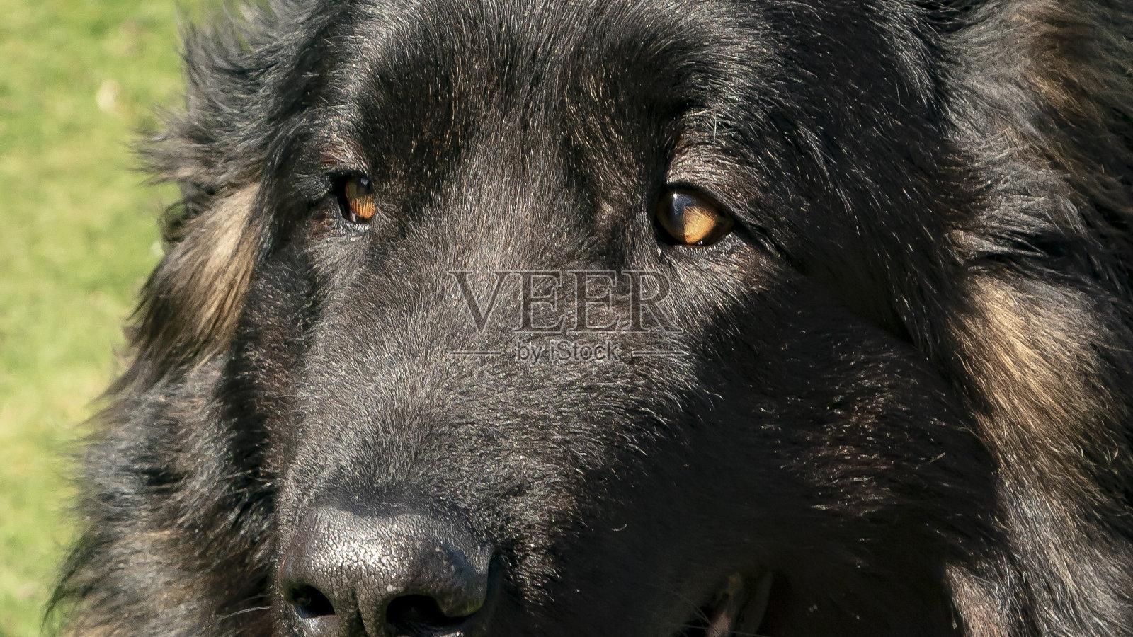 《山狗的眼睛》。照片摄影图片