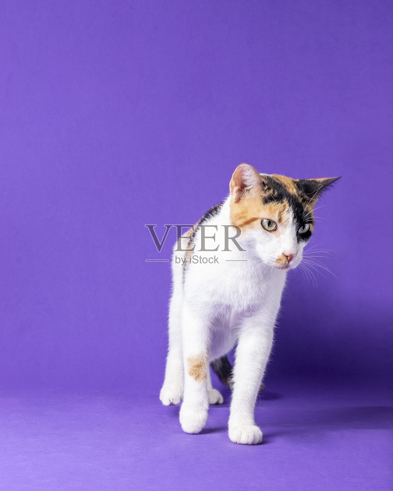 美丽的猫摆姿势拍照照片摄影图片