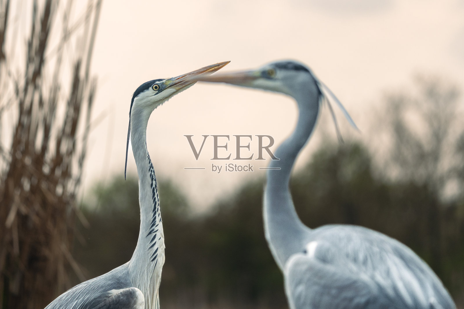 匈牙利国家公园的鸟照片摄影图片