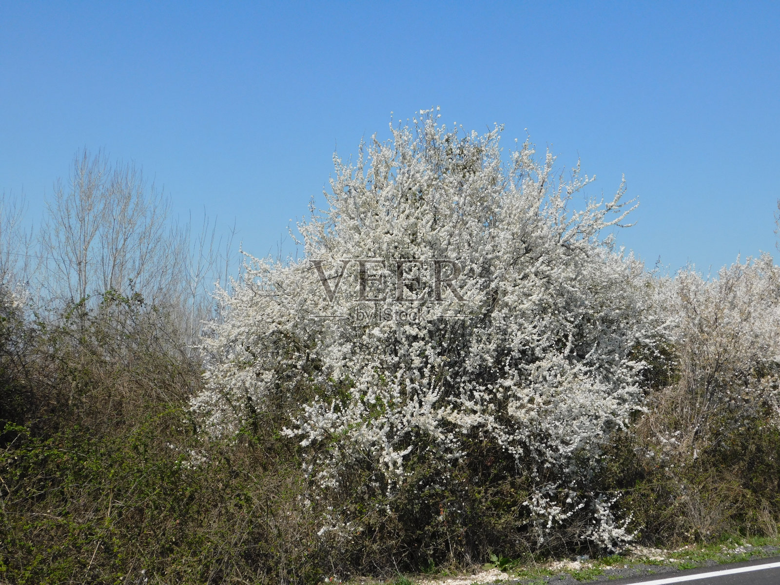 野生梨树照片摄影图片