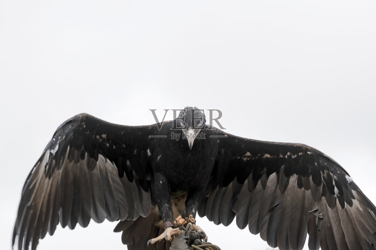 楔形尾鹰张开翅膀照片摄影图片