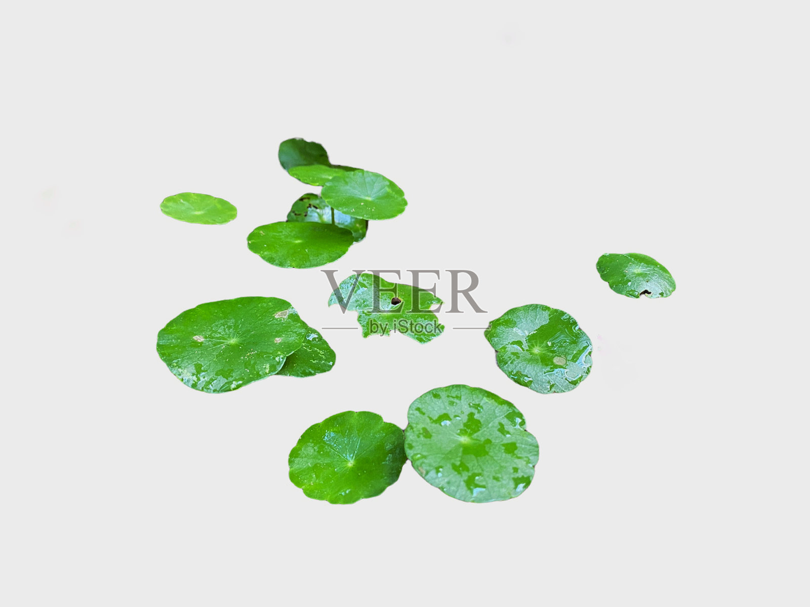 积雪草照片摄影图片