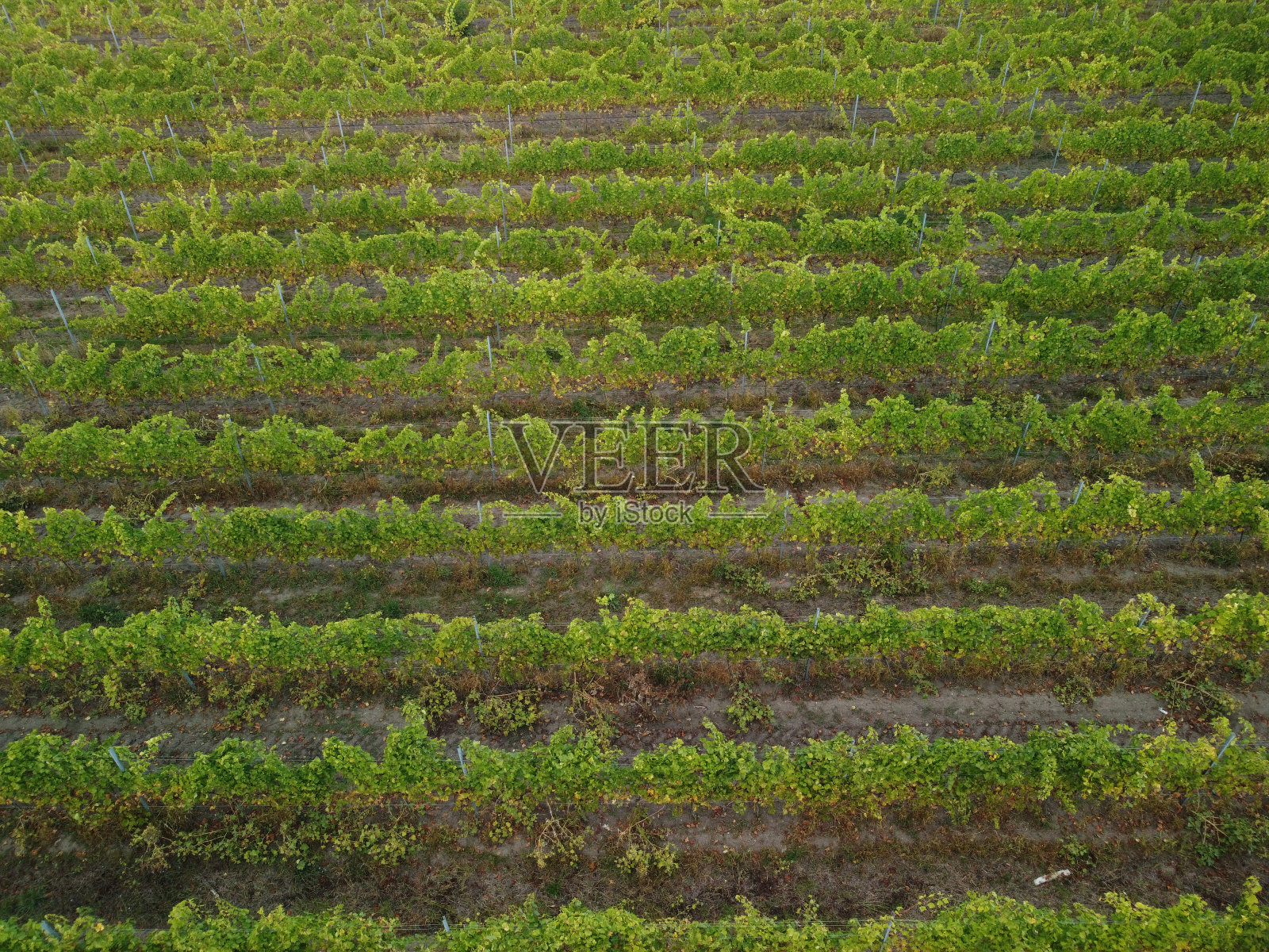 日落时葡萄园种植园的鸟瞰图。电影无人机鸟瞰绿色高地山谷乡村。生态农业在野生自然景观。旅游,旅游的概念照片摄影图片