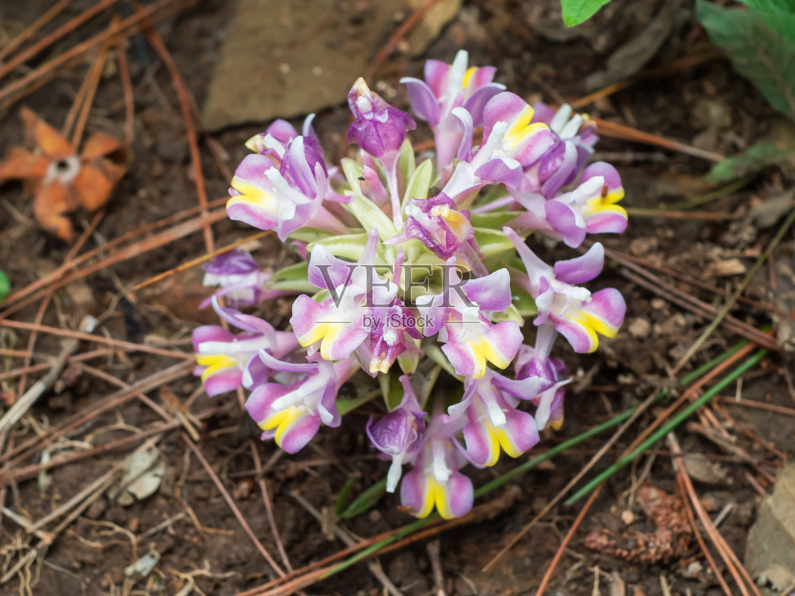 素贴暹罗花(又称krachiao Suthep)在泰国素贴沛国家公园的地面上盛开。照片摄影图片