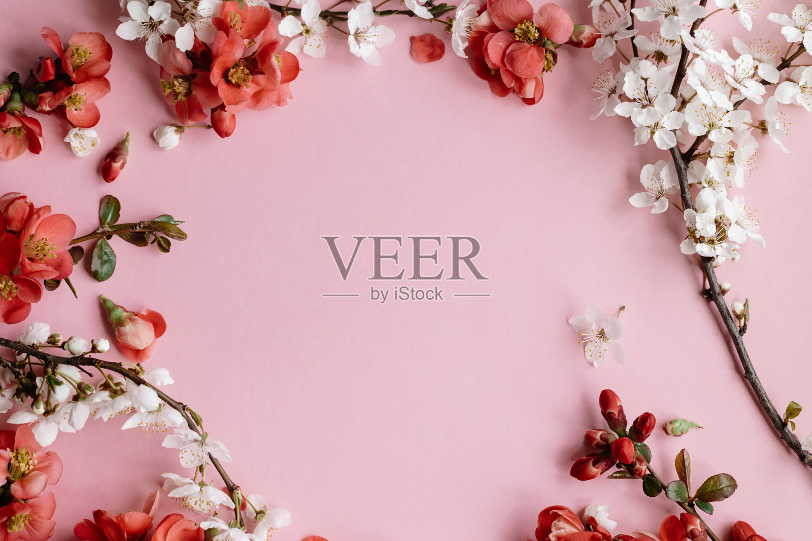 时尚的春天花朵组成粉红色的背景平放置。红花和樱花框架布局。花贺卡模板与空间的文本。母亲节和妇女节快乐照片摄影图片