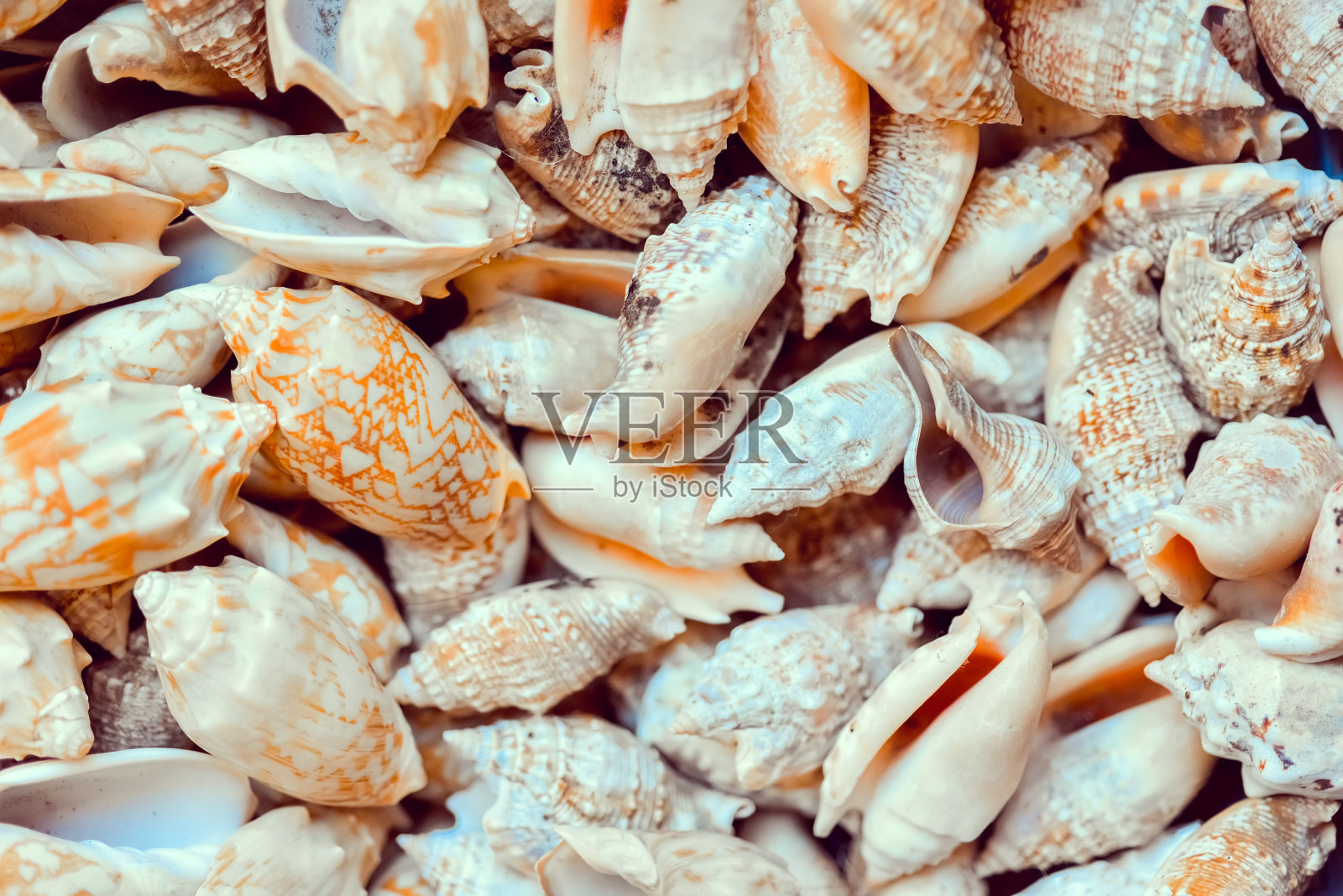 来自海贝壳的自然抽象背景照片摄影图片