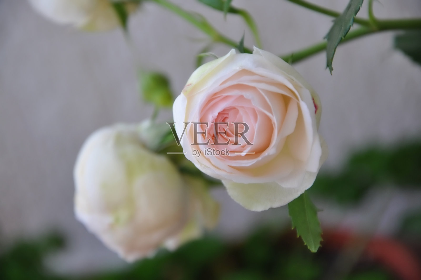 湿的白玫瑰。一朵仍被雨滴浸湿的白玫瑰。湿白玫瑰背景。宏照片摄影图片