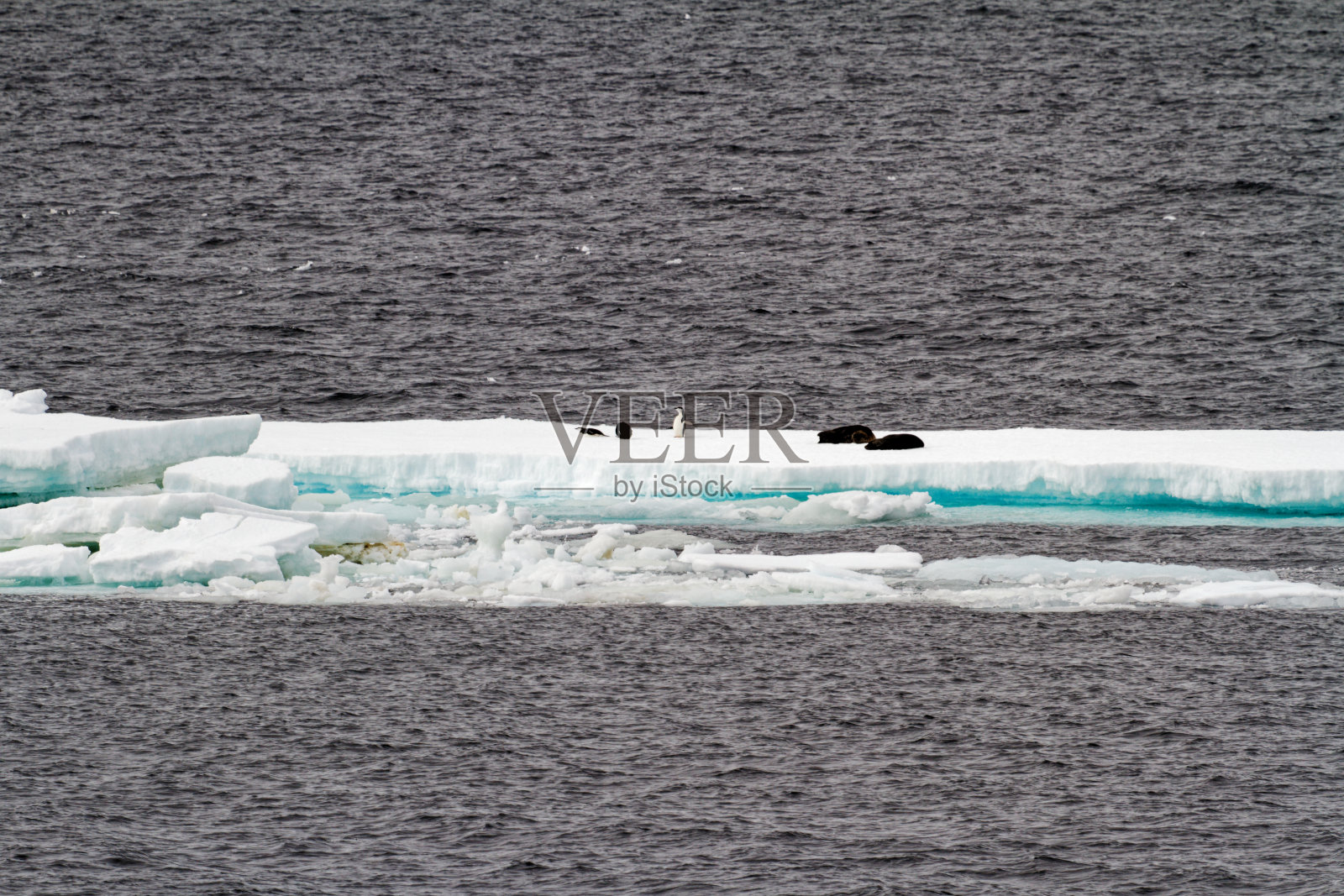 南极洲-企鹅群照片摄影图片