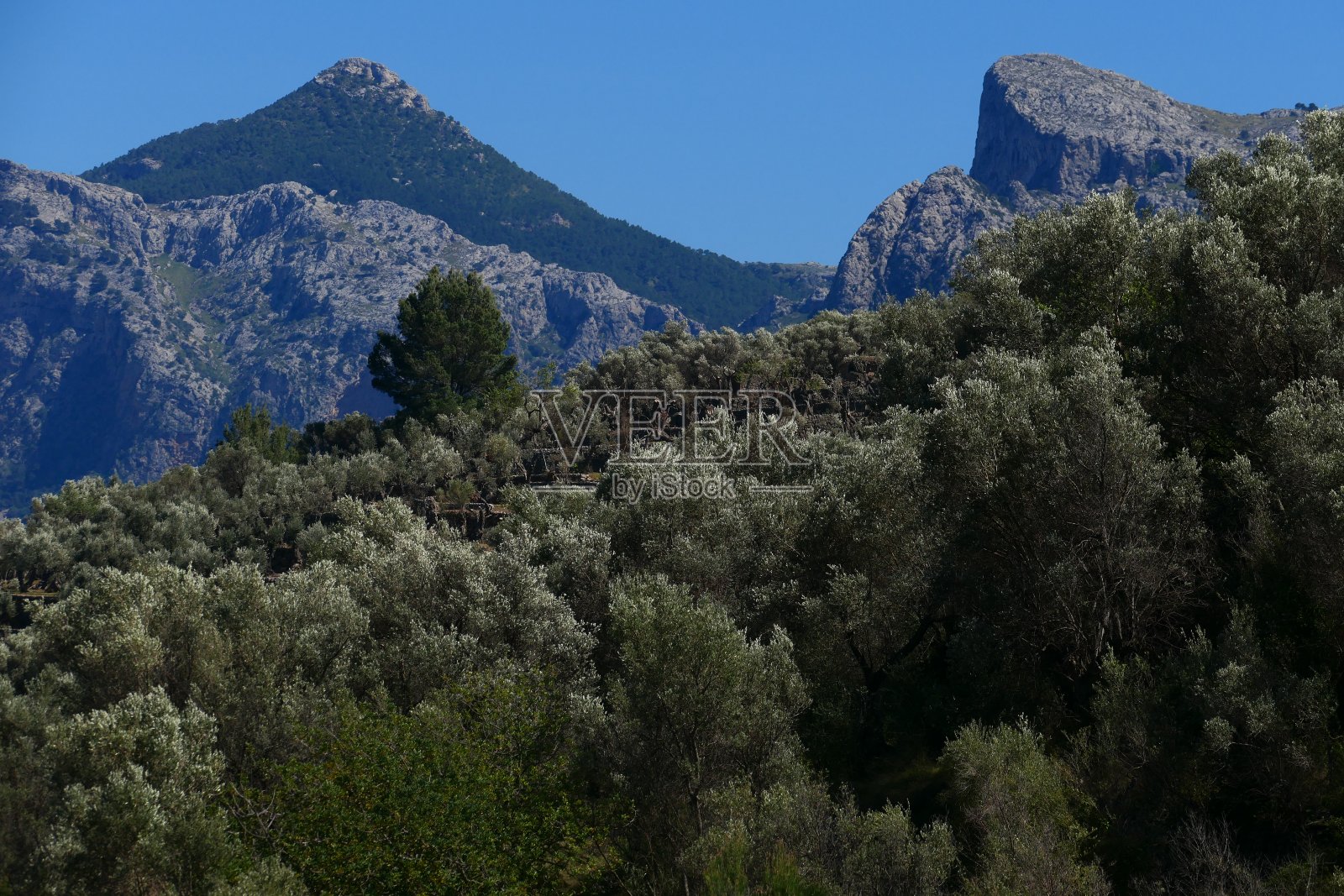 橄榄树林，Serra de Tramuntana，马略卡岛，巴利阿里群岛照片摄影图片