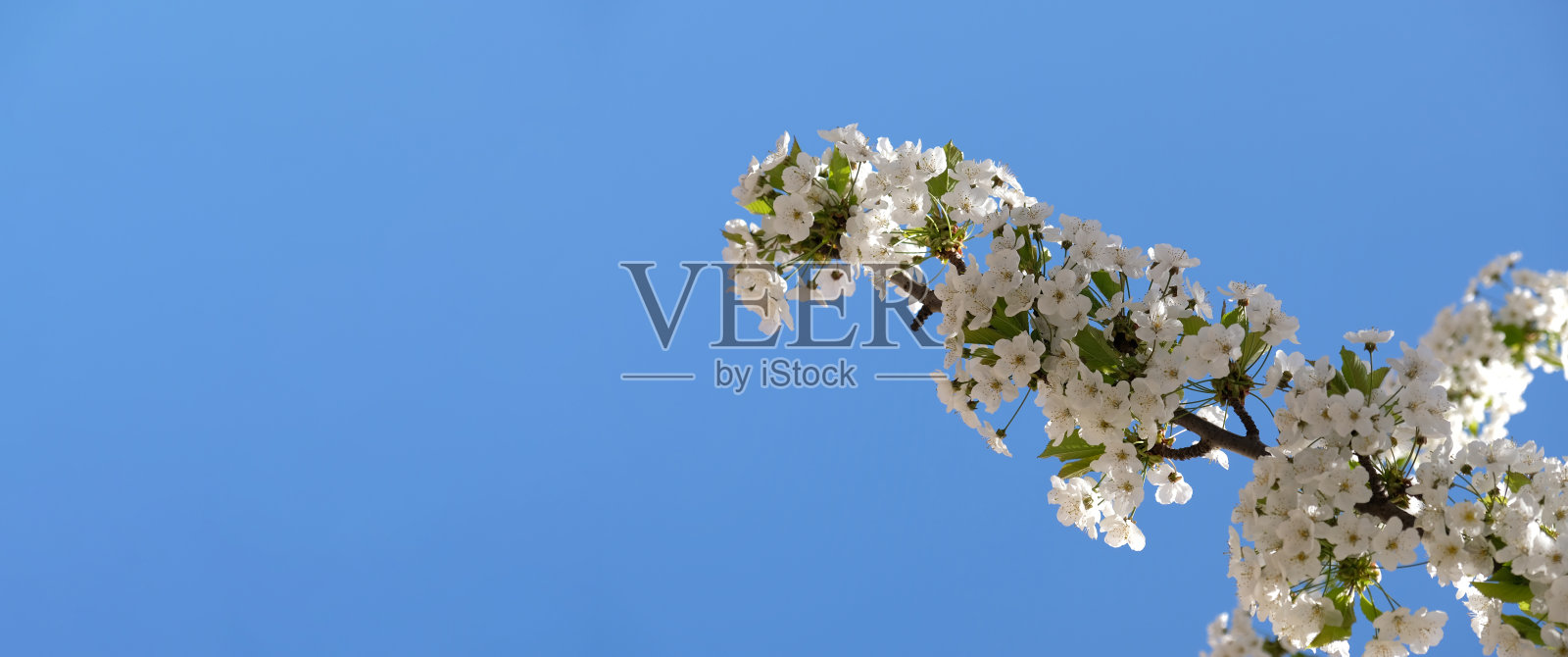 带有复制空间的Spring横幅。早春樱花李树开白花的分枝。令人惊叹的自然花卉春天旗帜或贺卡，明信片，海报。照片摄影图片