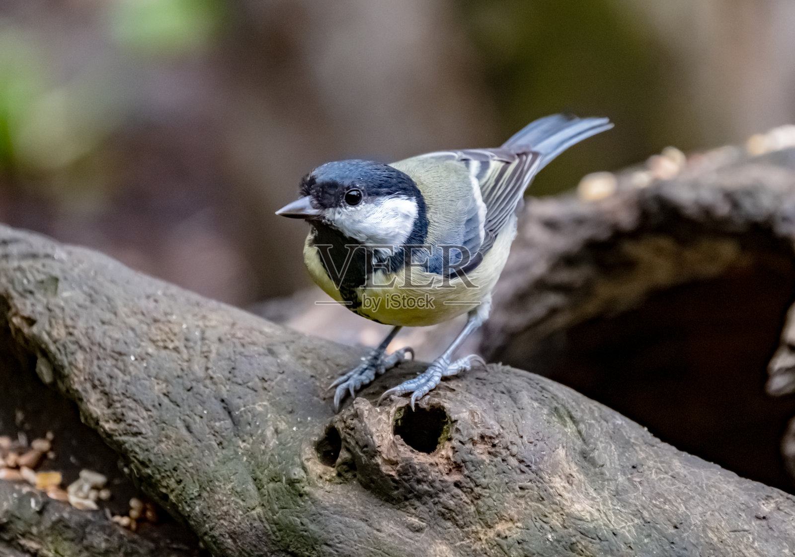 栖息在圆木上的大山雀照片摄影图片