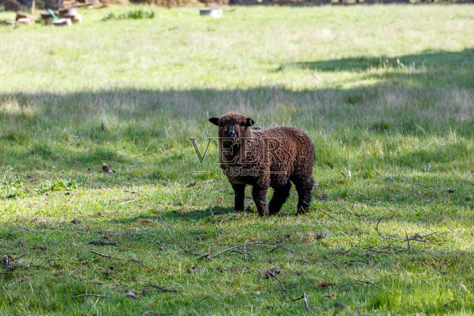 田野里的黑色美利奴羊照片摄影图片