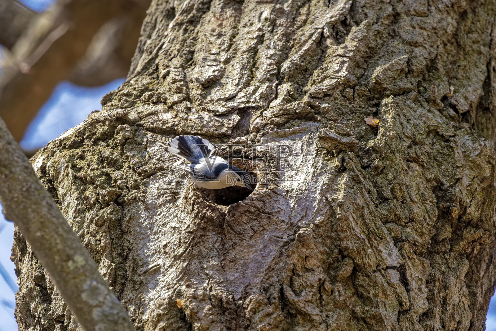 巢穴附近的白胸五子草(雀)照片摄影图片