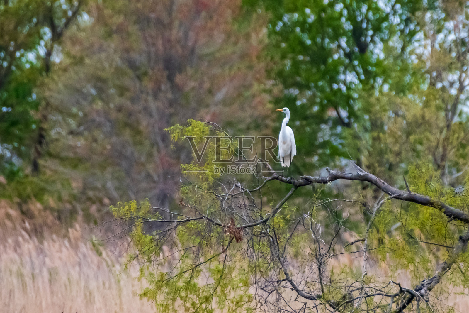 沼泽地里栖息在树枝上的白鹭照片摄影图片