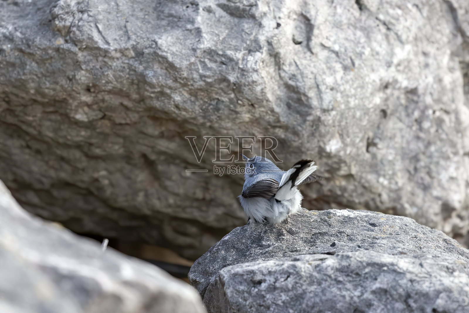 蓝灰色捕蚊器或蓝灰色捕蚊器(Polioptila carullea)照片摄影图片