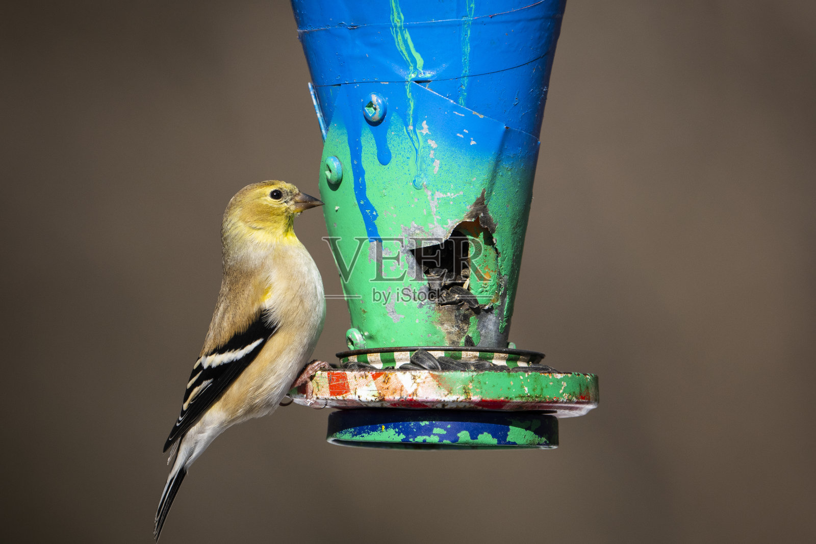 美国金翅雀吃照片摄影图片