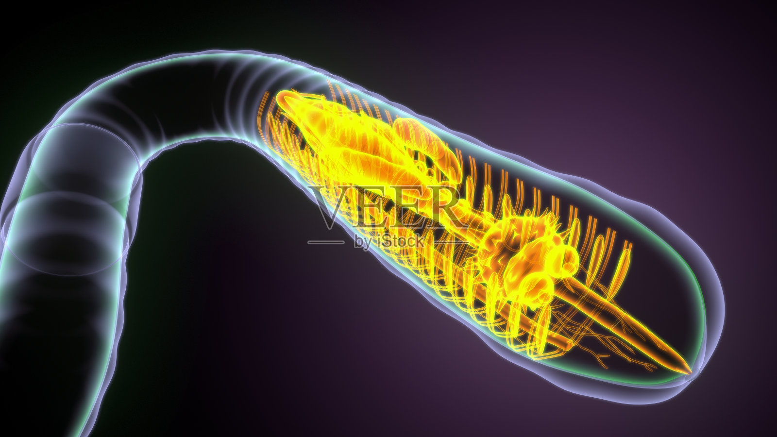 蚯蚓解剖的3d插图照片摄影图片