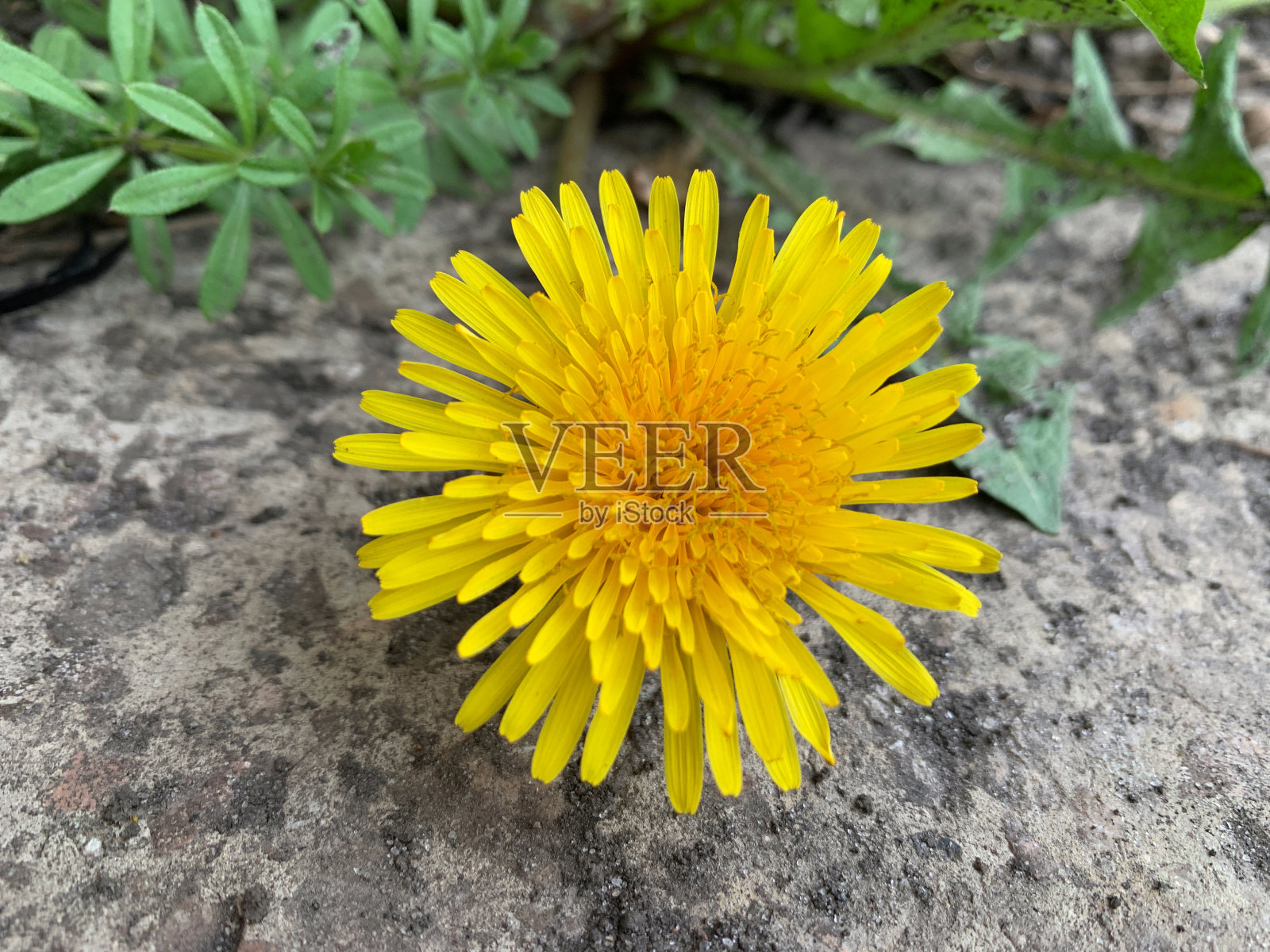 蒲公英照片摄影图片