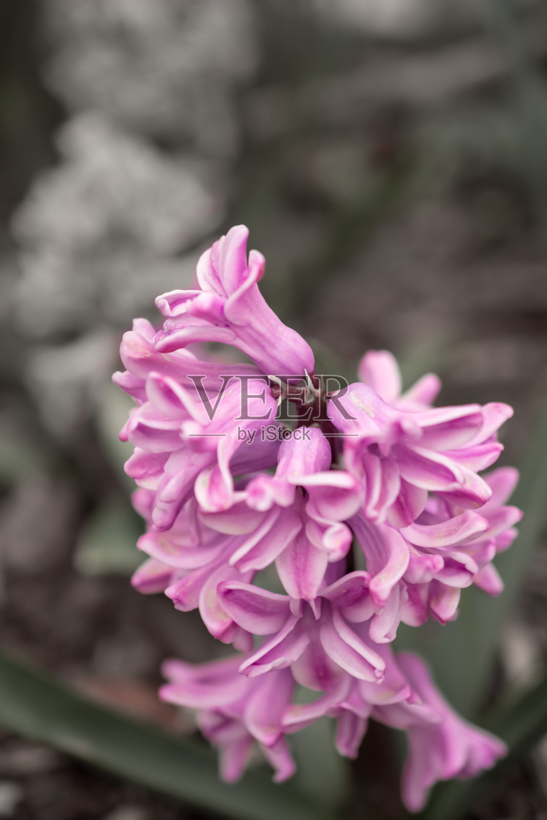 风信子花在一个抽象的背景。粉色(卡内基)风信子。你好,春天。照片摄影图片