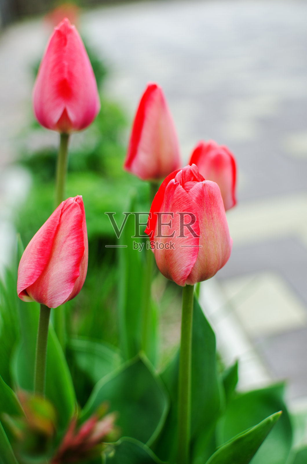 纤细的春季郁金香在户外开放照片摄影图片