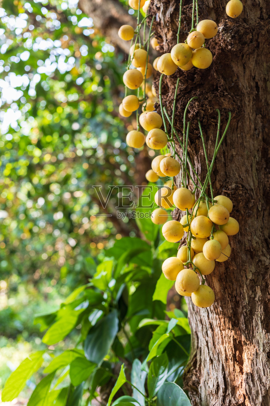 树干周围有一束葡萄树照片摄影图片