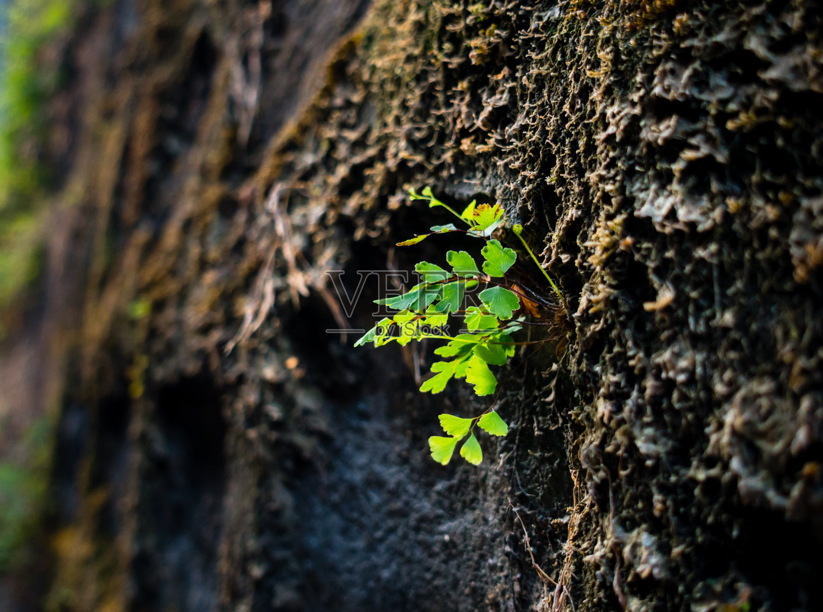 樟脑月桂叶的特写镜头。樟树是常绿乔木的一种，俗称樟树、樟木或樟桂。照片摄影图片