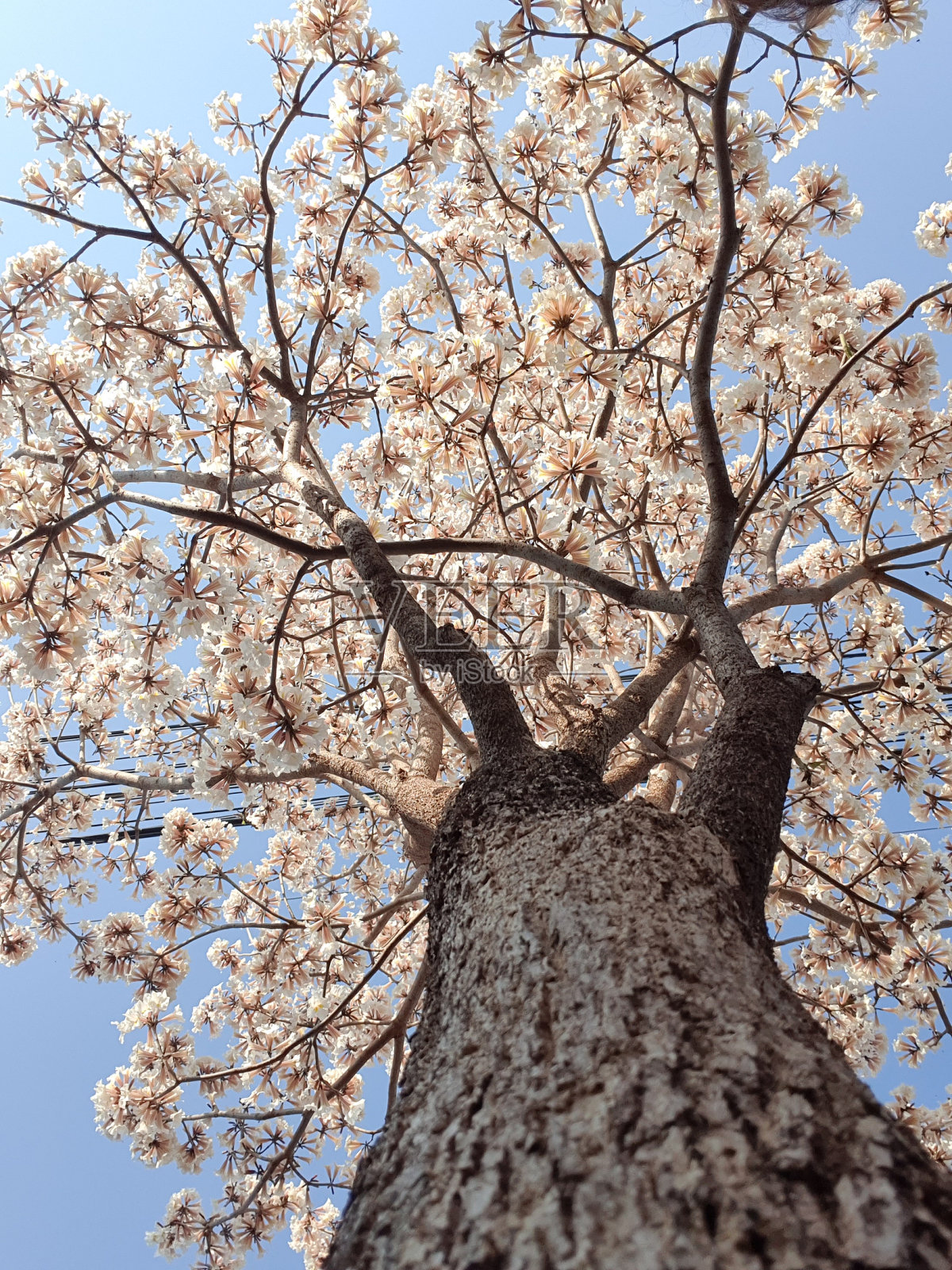 树照片摄影图片