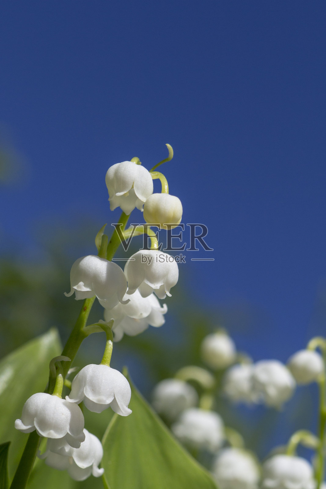 山谷中的百合。夏日花园中盛开的山谷百合照片摄影图片